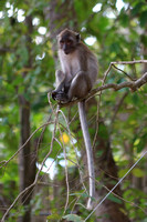 Wildlife Thailand Railay Monkeys 20170118
