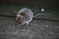 Wildlife Scotland Mouse 20160419