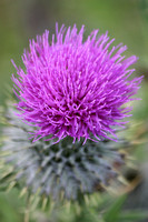 Nature Scotland Milton 20150703