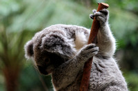 Wildlife Australia Blackbutt Reserve 20140223