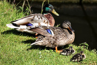 Wildlife England Stockton Heath Ducklings 20230603