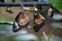 Wildlife Scotland Dobbies Butterflies 20160110