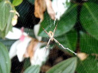 Wildlife Australia Newcastle St.Andrews Spider 20140206